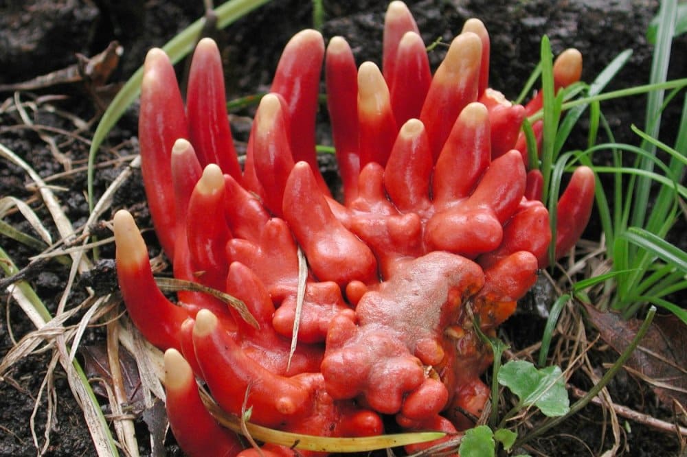Интересные факты про Podostroma cornu-damae - смертоносный коралловый гриб