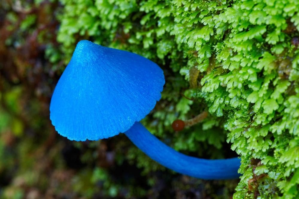 Entoloma hochstetteri - невероятно синий гриб из легенд маори и науки