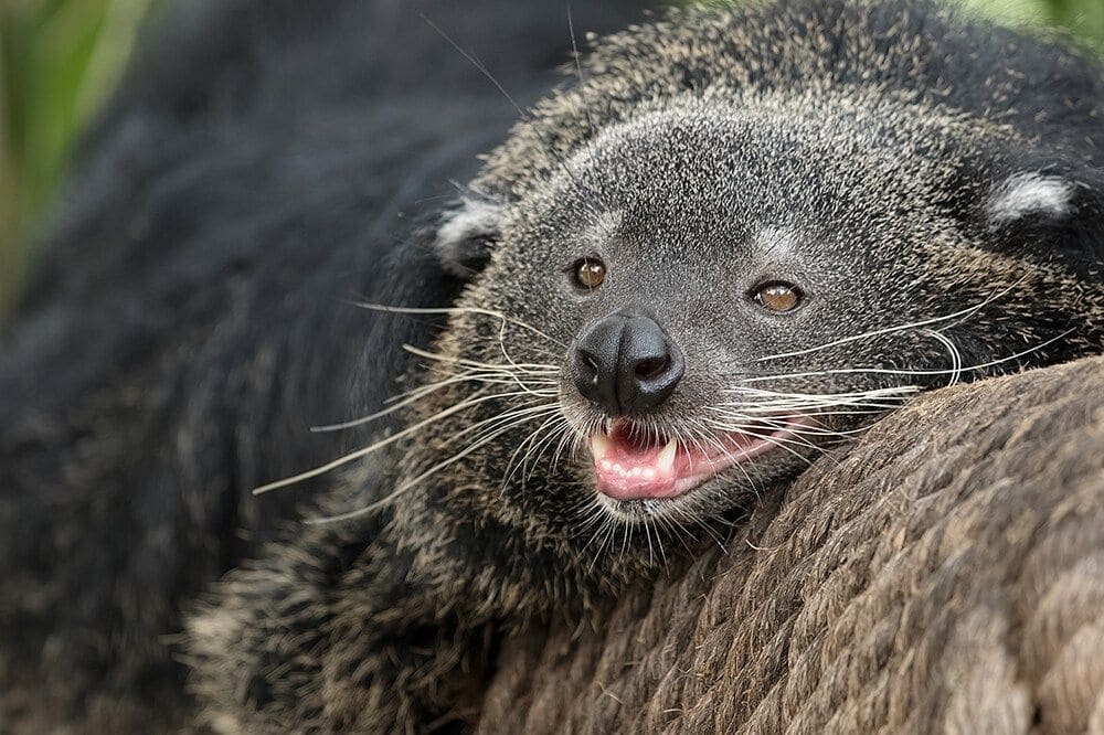 Бинтуронг (Arctictis binturong) - тайны 'медвежьей кошки' с ароматом попкорна