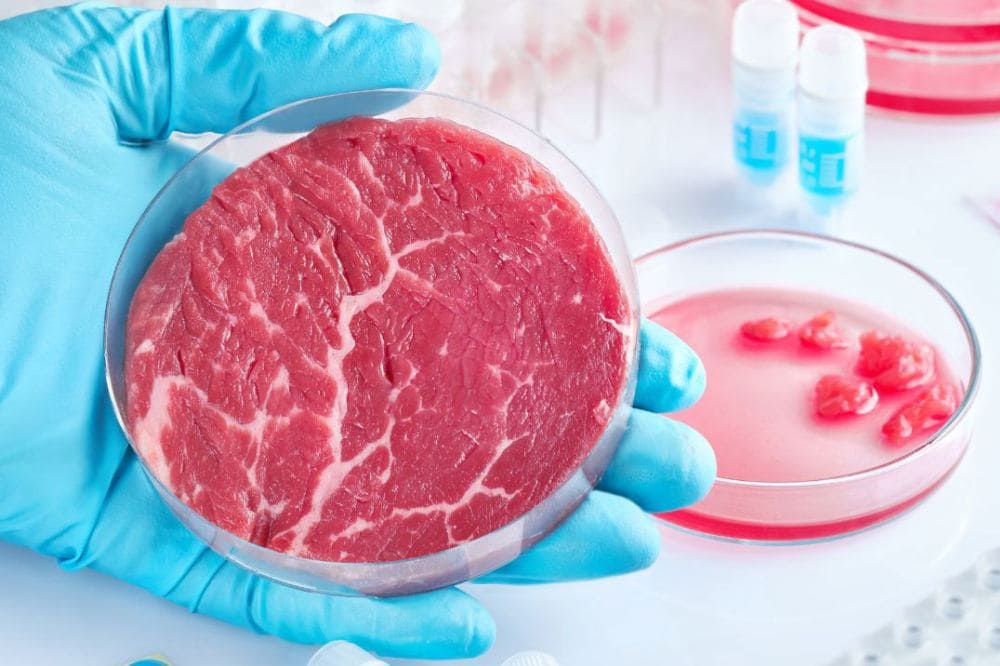 Интересные факты про искусственное мясо - как клетки становятся стейком без коровы