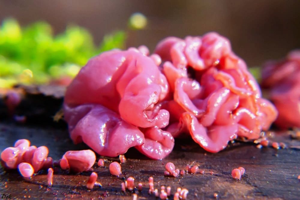 Интересные факты о Ascocoryne sarcoides - грибе цвета фуксии и его двойниках