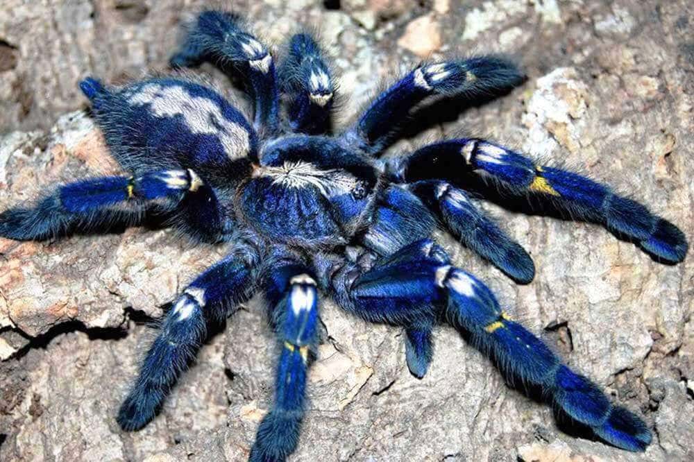 Poecilotheria metallica - тайны металлического птицееда из индийских лесов