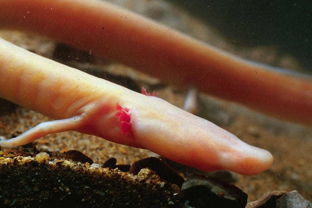 Интересные факты про протея - уникальную слепую амфибию-неотеника